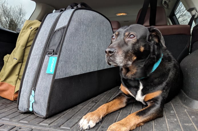 Spruce dog bed top