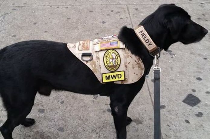 Dog vests for vets outlet