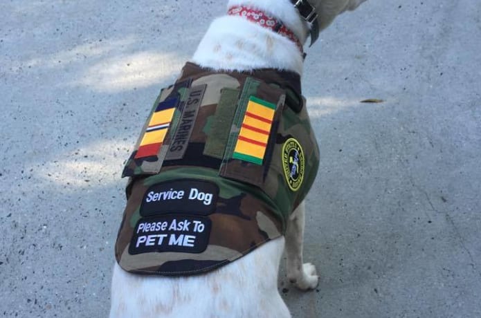 Dog Vests 4 Vets Indiegogo