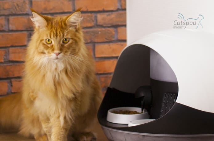 Catspad feeder clearance