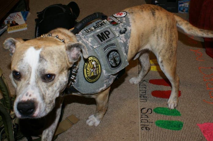 Dog Vests 4 Vets Indiegogo