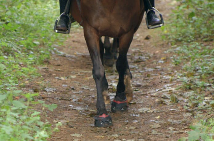 alpha horse boots Hufschuhe groBen verstellbar Indiegogo