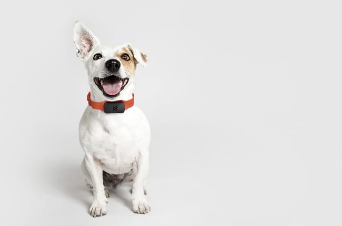 Nuzzle dog tracker top
