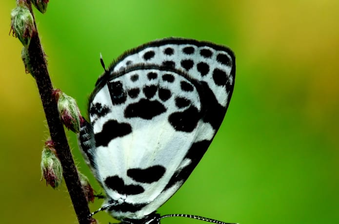 A Macro Lens To Record The Biodiversity In Kerala Indiegogo