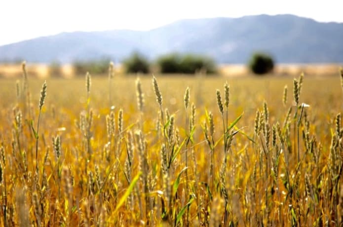 Tehachapi Heritage Grain Project Indiegogo