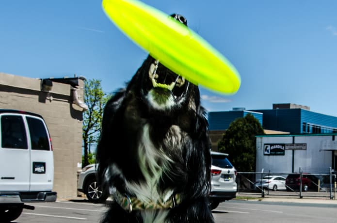 Unleashed Hounds and Hops | Indiegogo