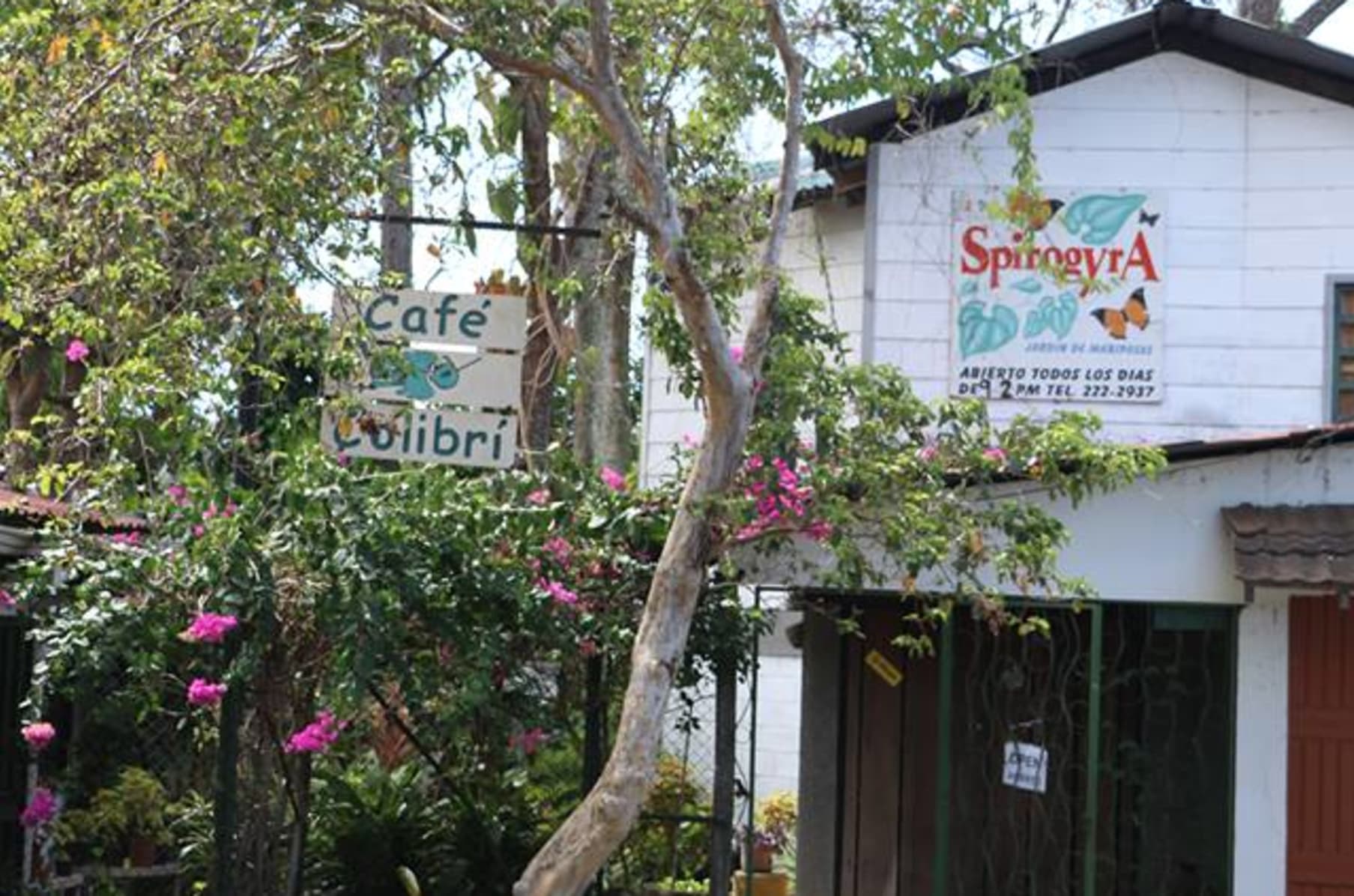 Save Spirogyra Butterfly Garden In San Jose C R Indiegogo