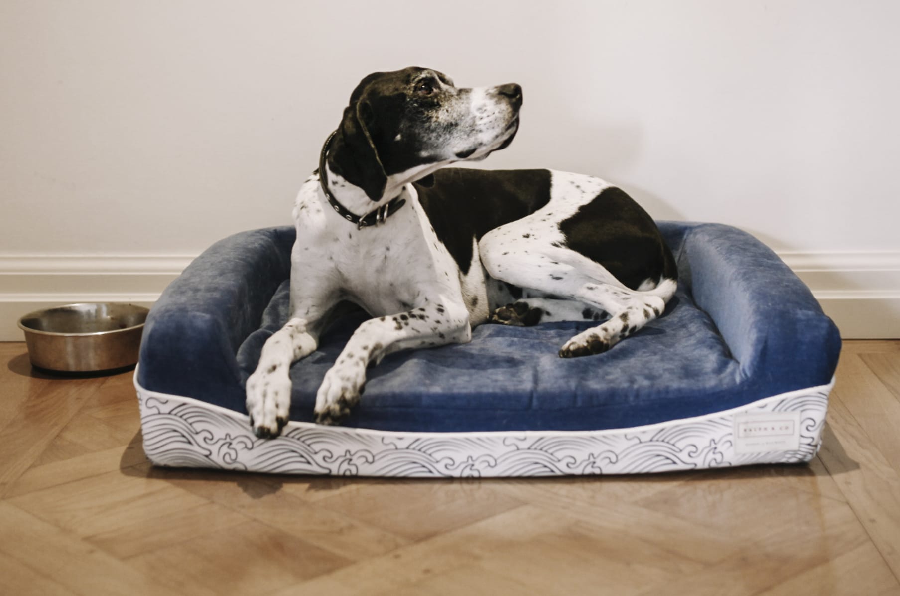The World s Best Dog Bed by Ralph Co Indiegogo
