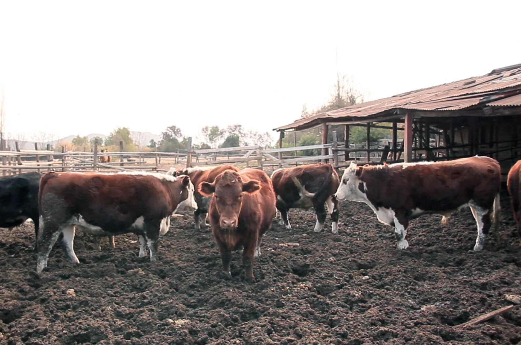 Y Todo El Cielo Cupo En El Ojo De La Vaca Muerta Indiegogo