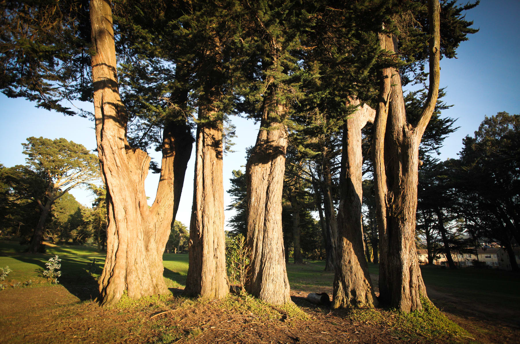 Disc Golf In Mclaren Park At Gleneagles Indiegogo