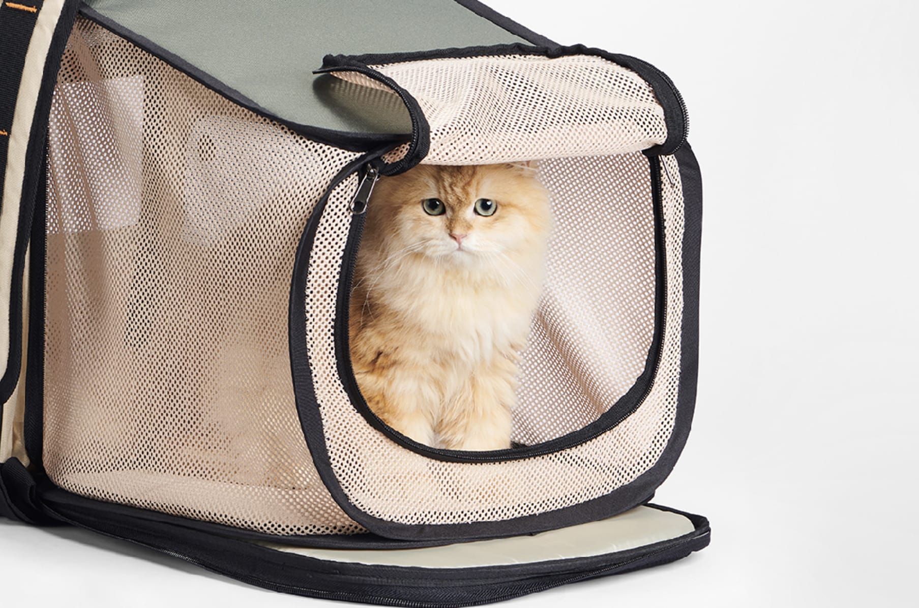 Pidan Traveling Pet Carrier with Habitat Expansion: Take your cat anywhere  safely - The Indiegogo Review