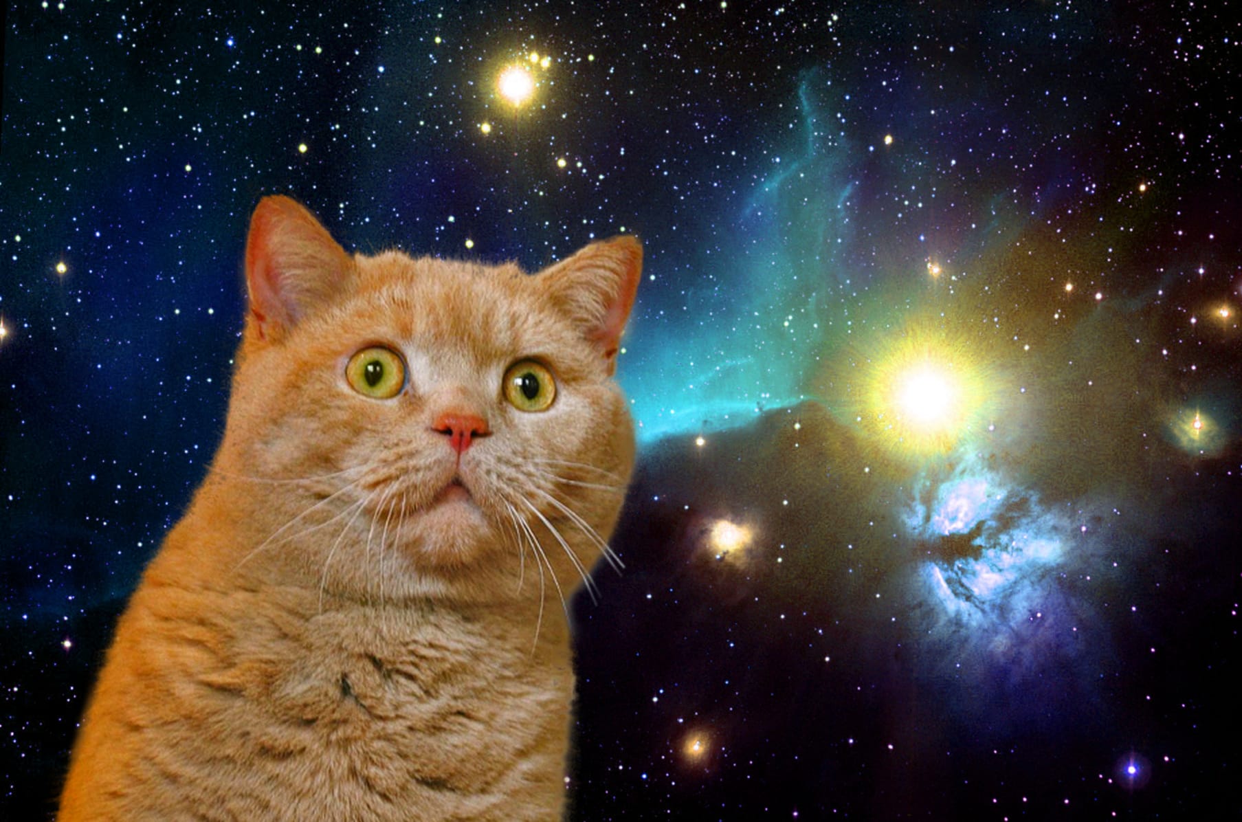 Space Cat  Indiegogo