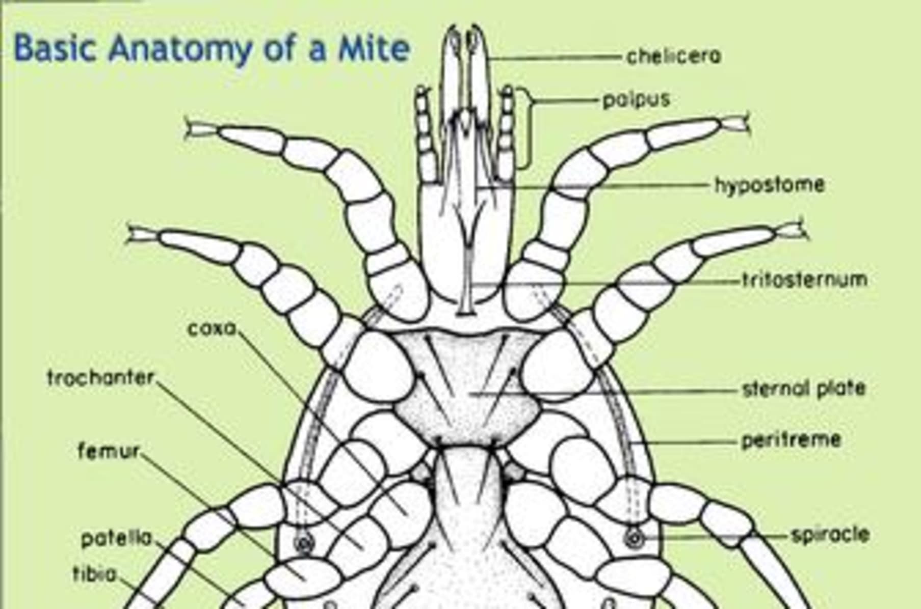 Fight Mite LARGE HOME Capture & Removal Pads for Dust Mites 6 PACK Detection 
