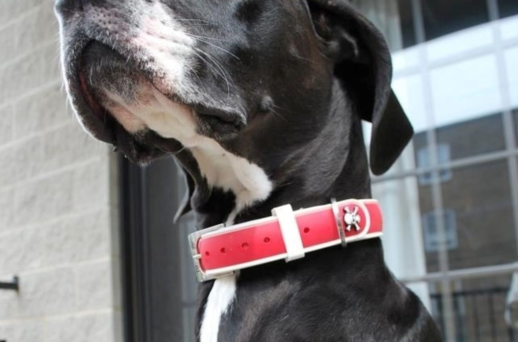 Interchangeable Waterproof Dog Collars Indiegogo