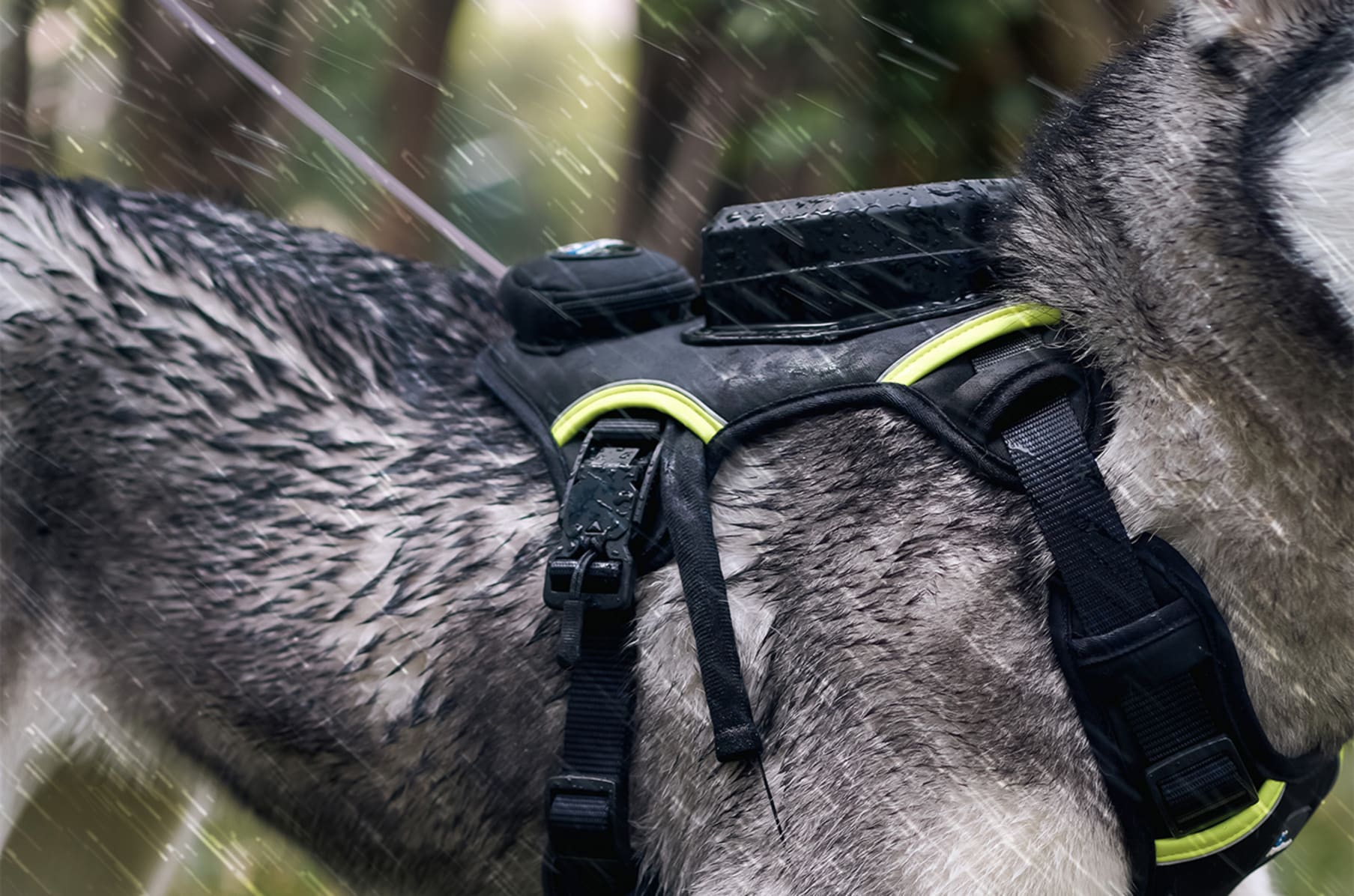 Gogo leash kickstarter hot sale