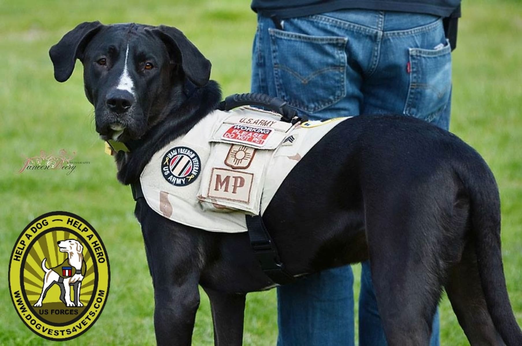 ptsd veteran service dog vest