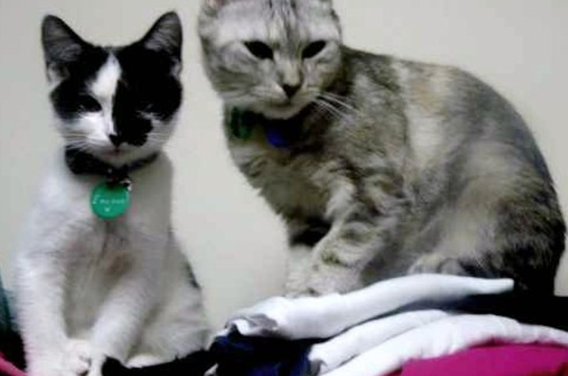 Flossie S Kitten Rescue Indiegogo