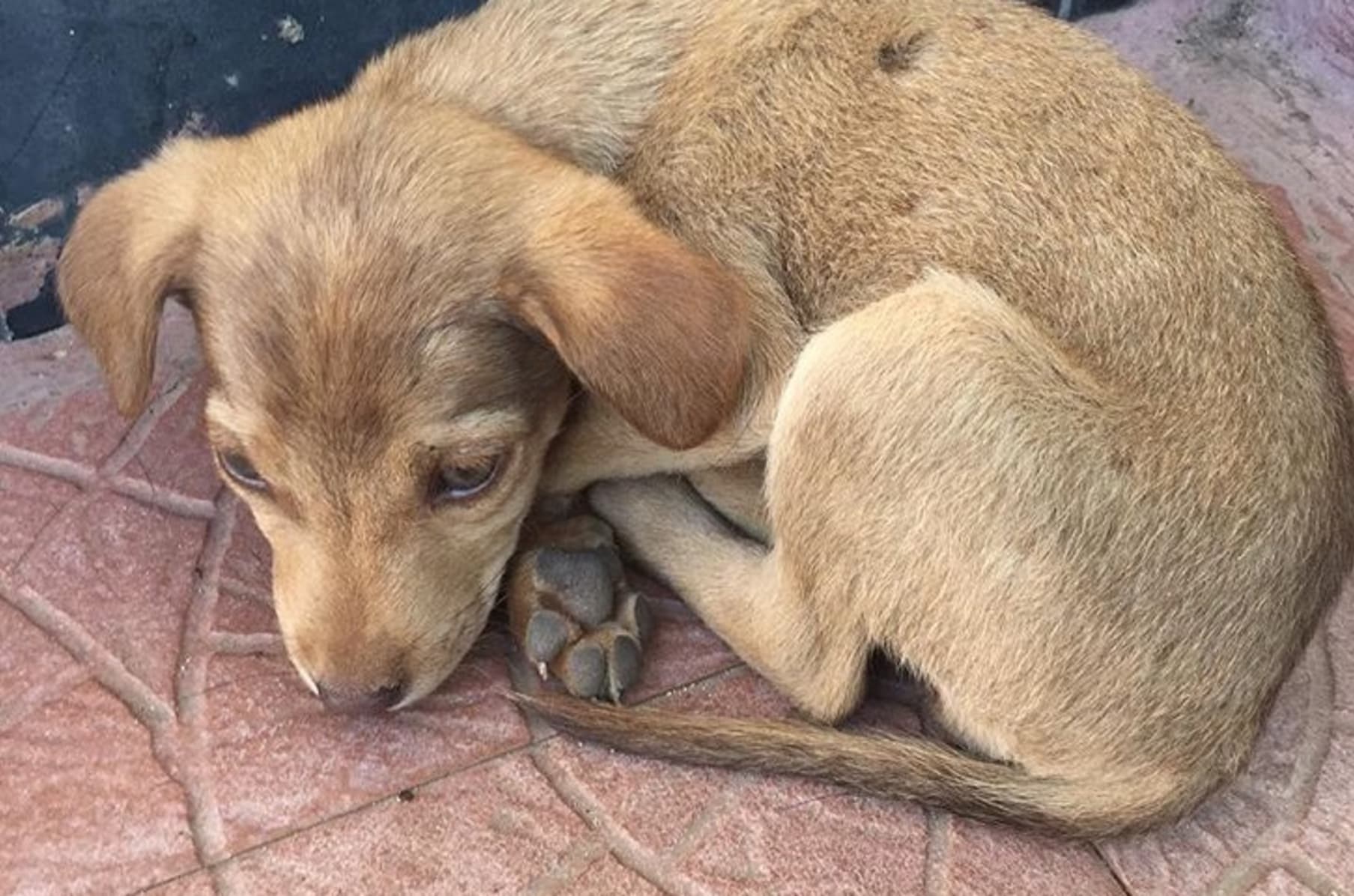 Street dog rescue clearance