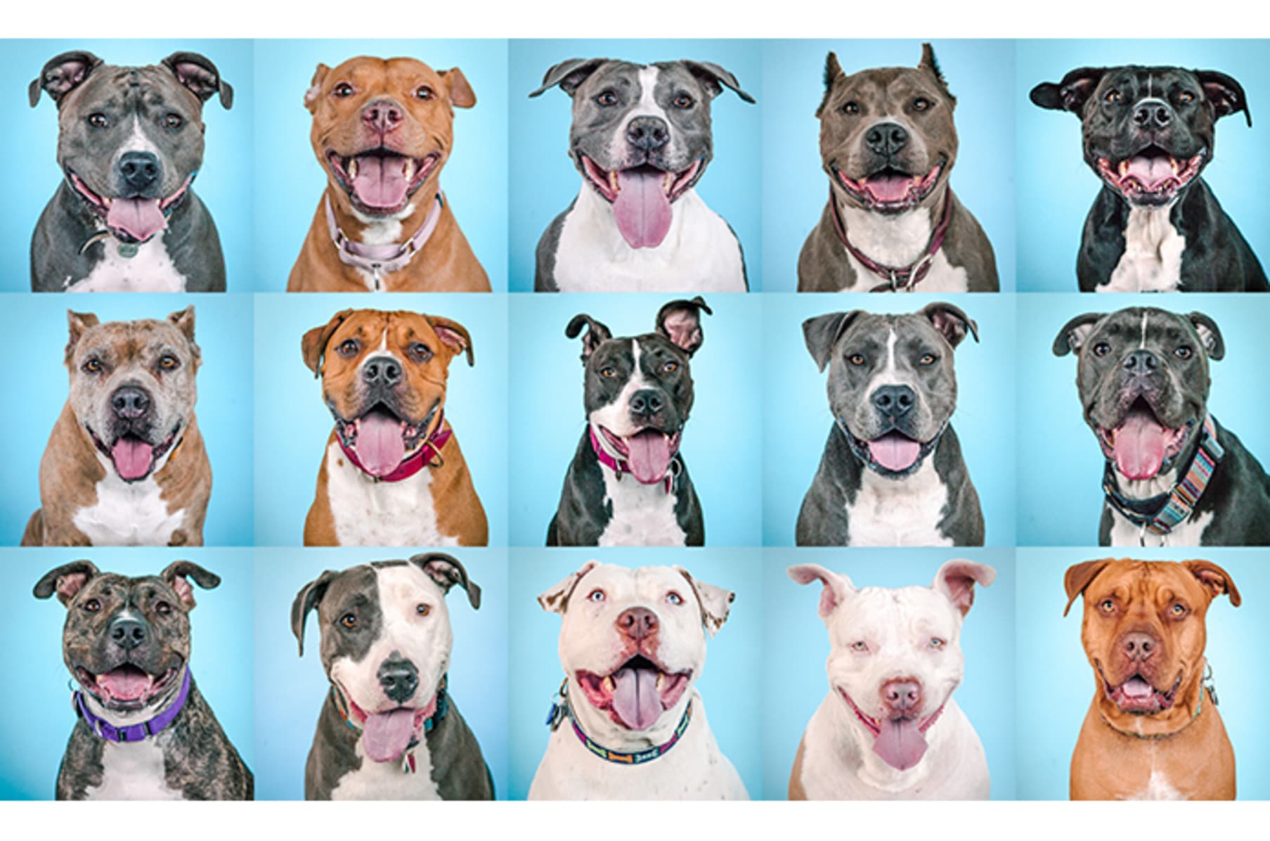 The Big Book Of Pit Bull Headshots From Hollywood Indiegogo