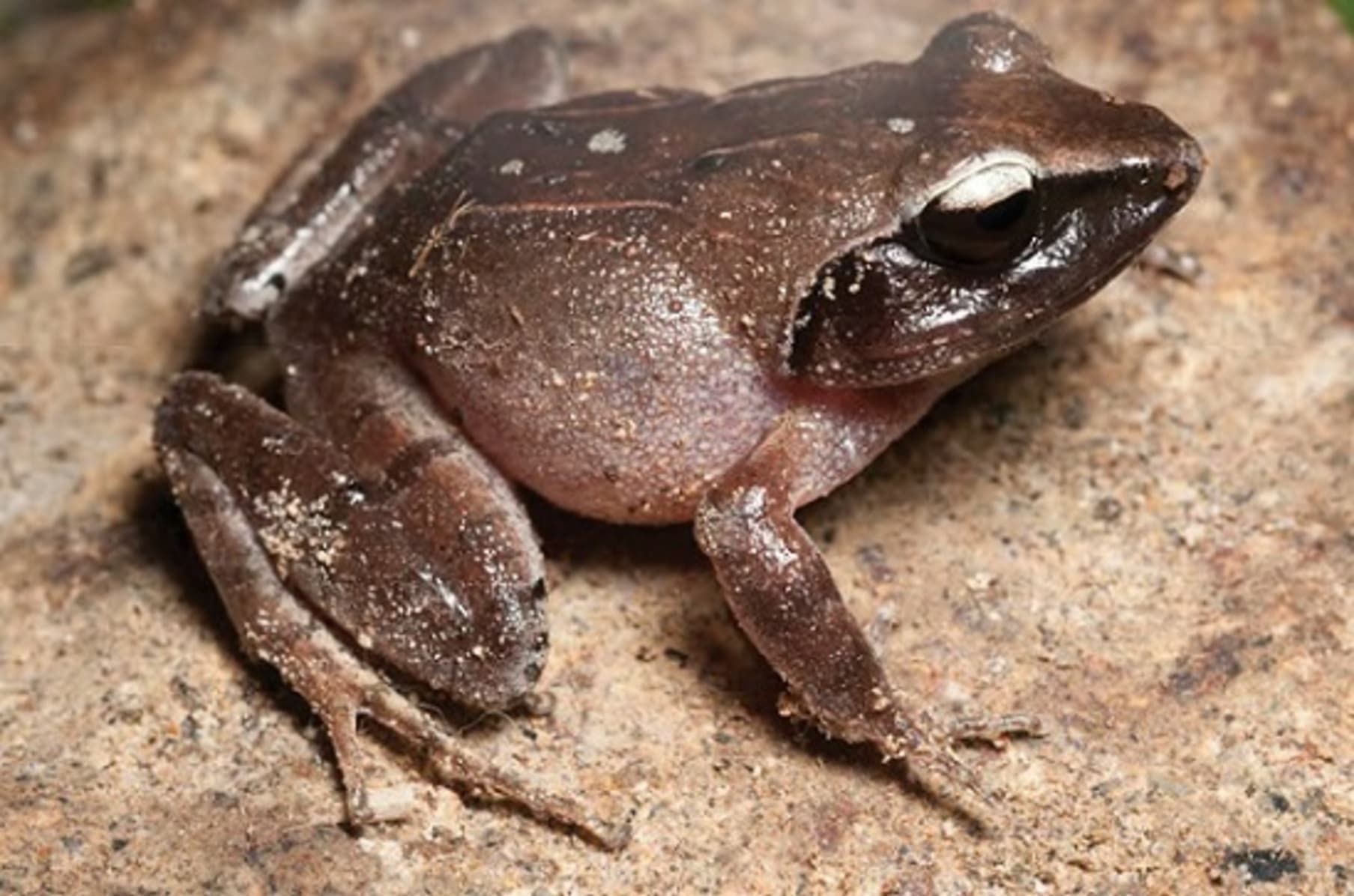 pix Palaka project palaka indiegogo