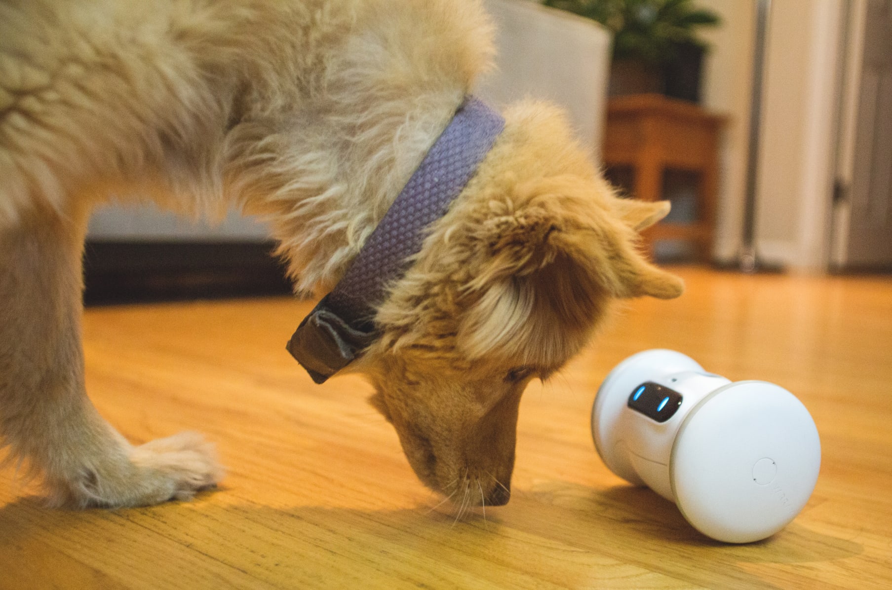 A Smart Robot For Your Pet VARRAM Indiegogo