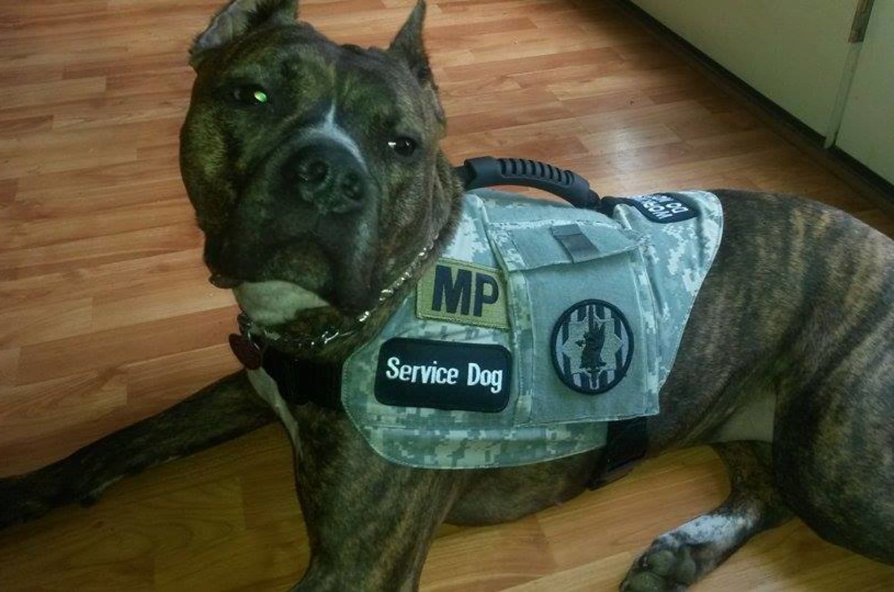 Ptsd veteran service dog vest cheap
