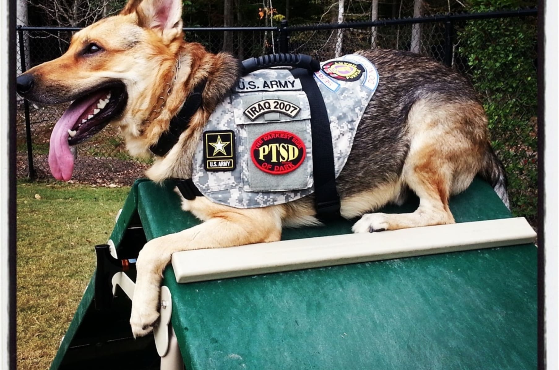 Ptsd veteran service dog clearance vest