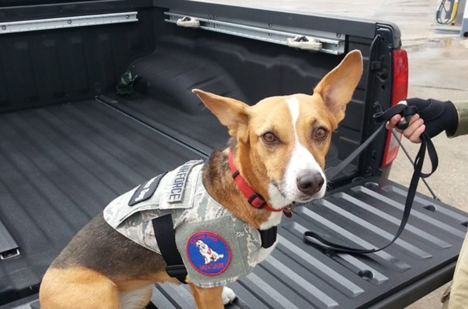Custom made veteran service dog vests shop
