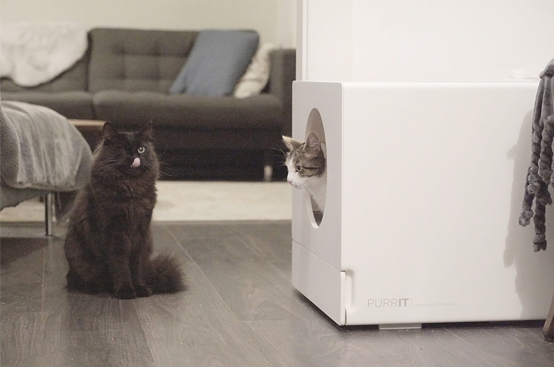 Indiegogo: Update #4 from PETKIT PURA MAX: The Self-cleaning Cat Litter Box