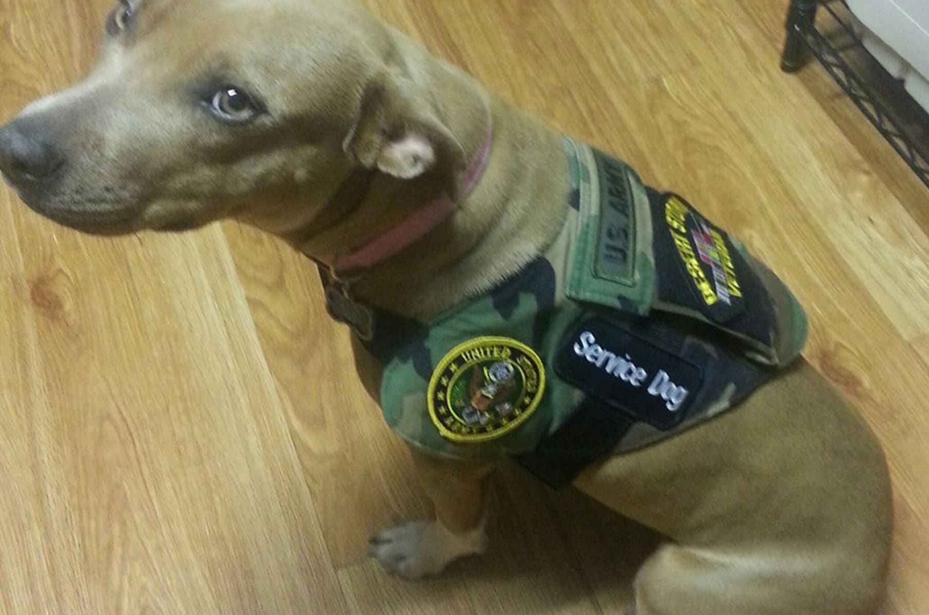 custom made veteran service dog vests