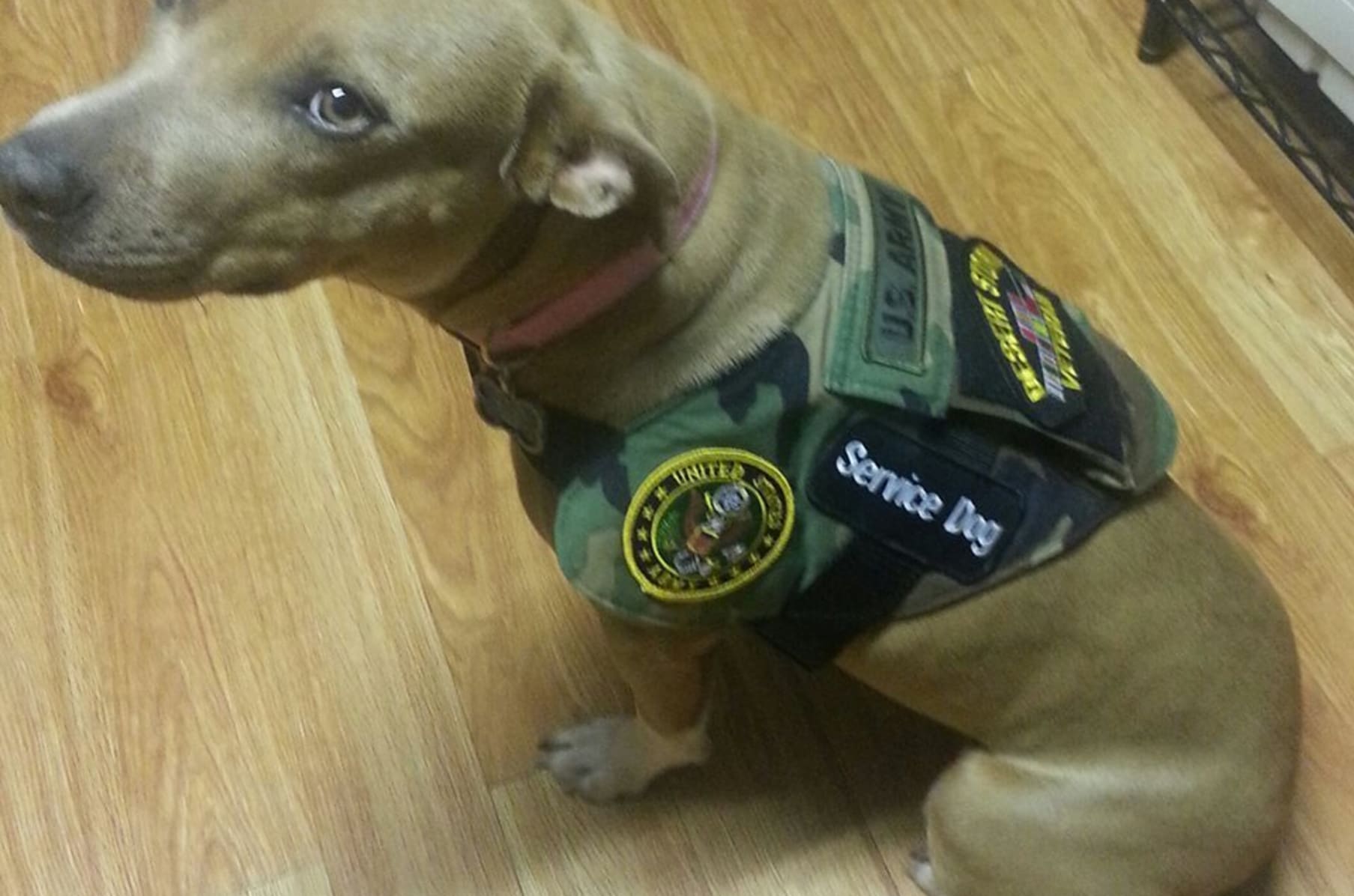 disabled veteran service dog vest