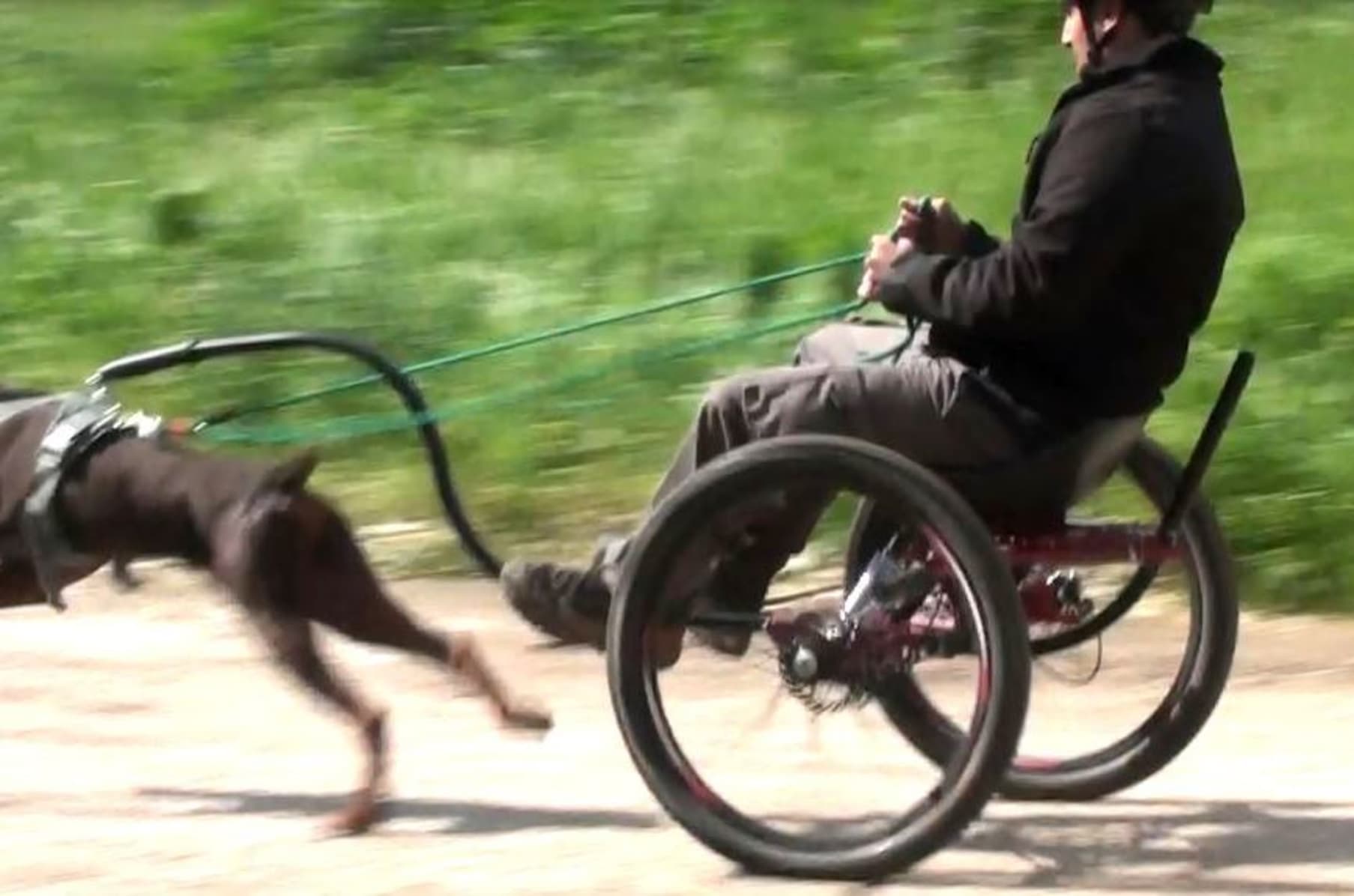 Dryland outlet dog sled