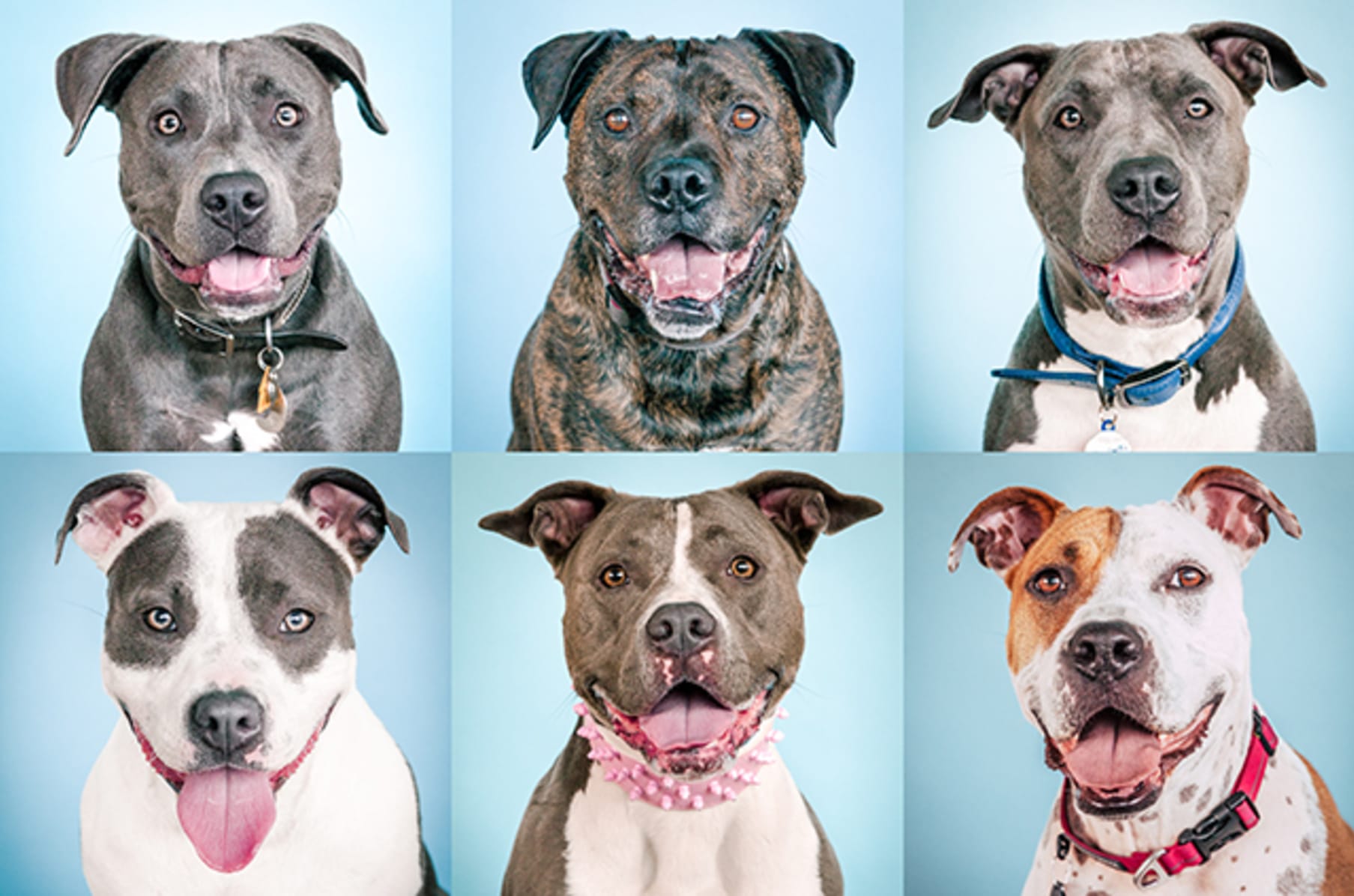The Big Book Of Pit Bull Headshots From Hollywood Indiegogo