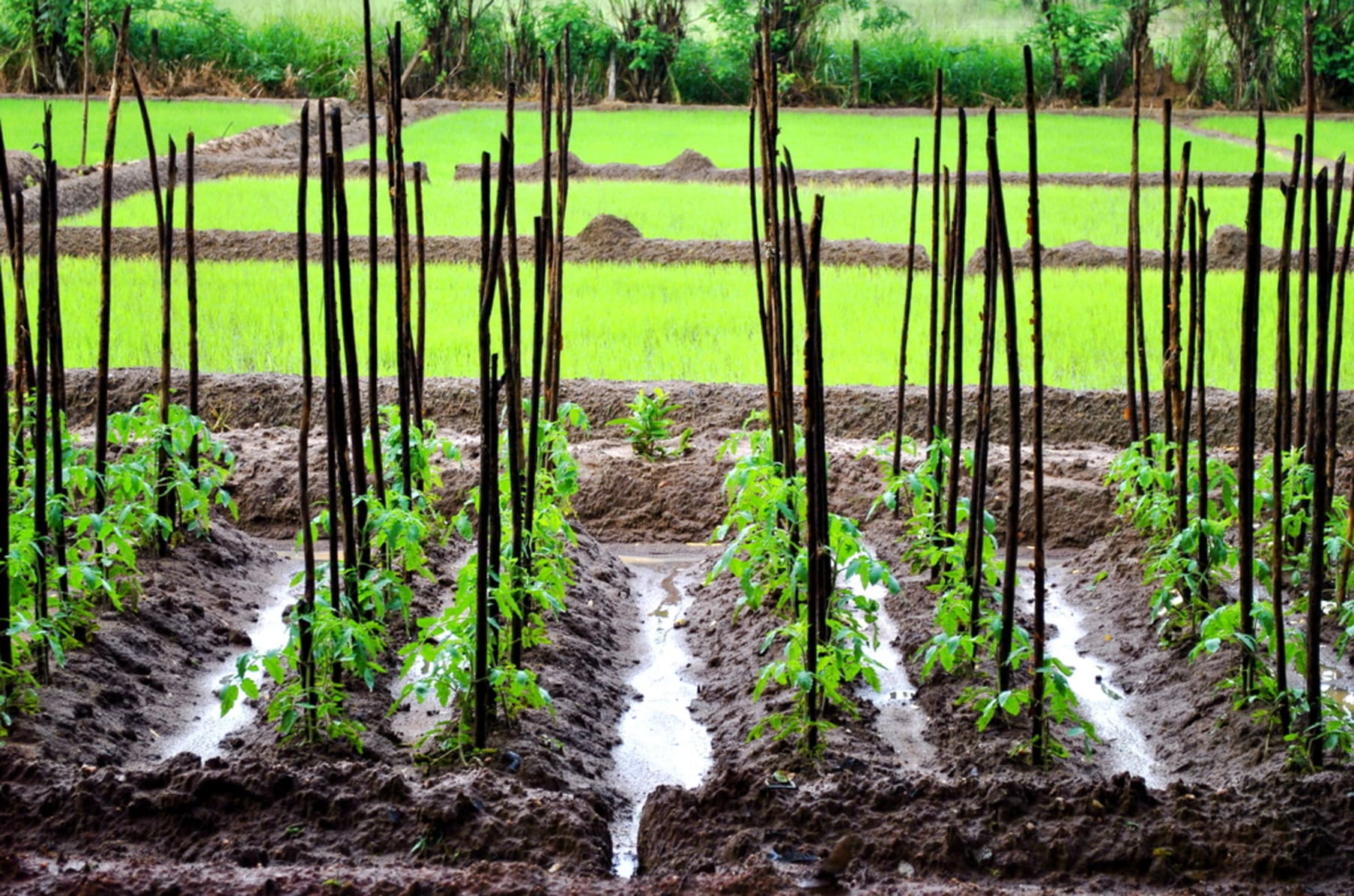Urban Gardening Project Blpc Community Manila Philippines Indiegogo