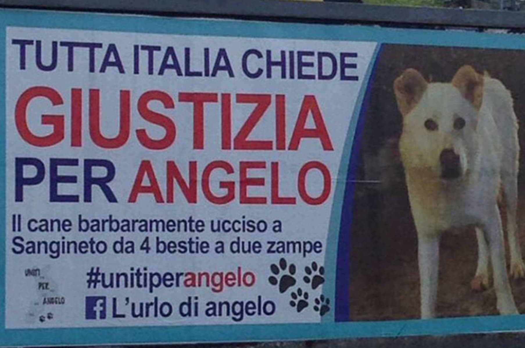 Angelo Life Of A Street Dog Indiegogo