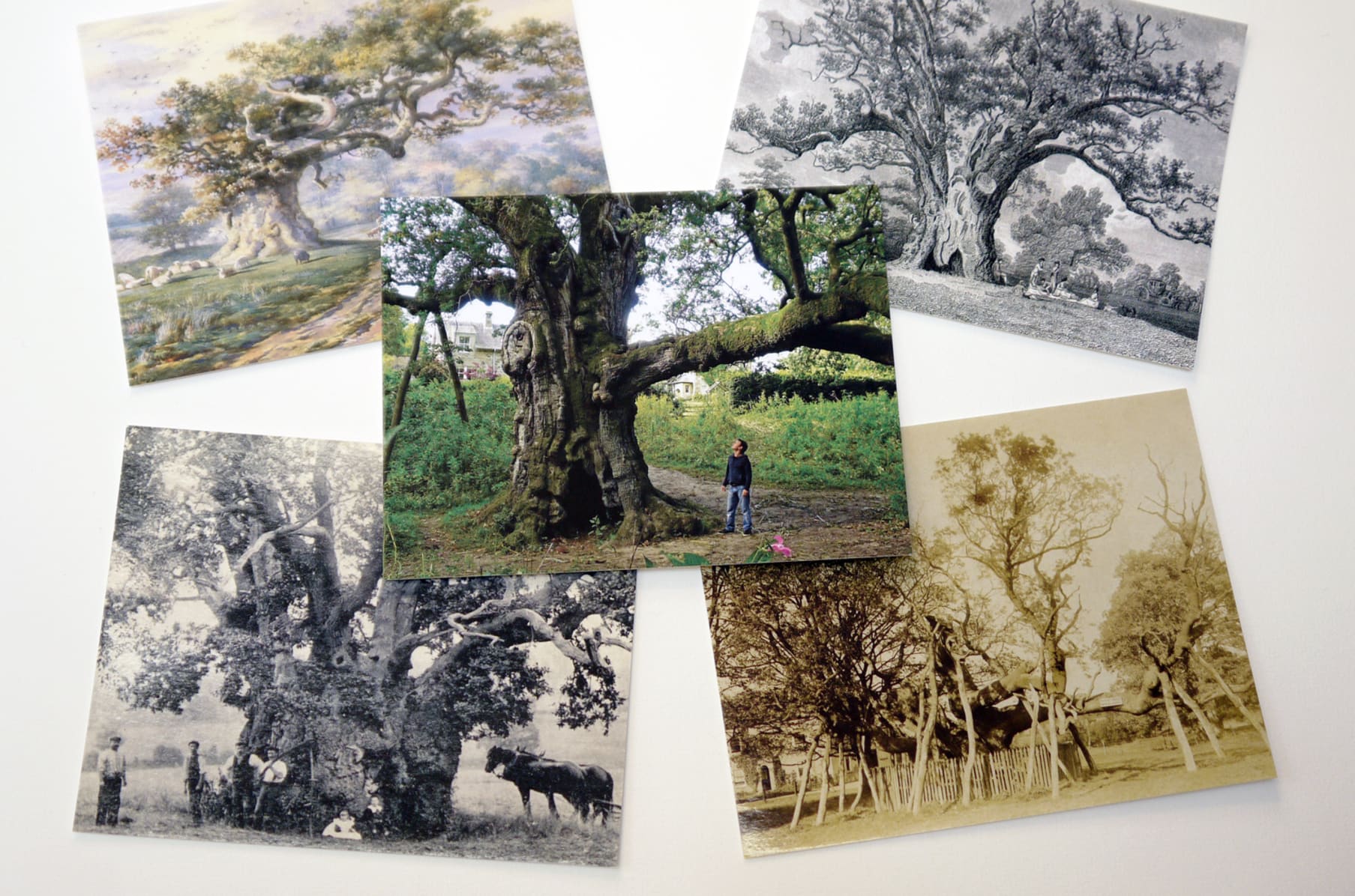 World Tree Story Indiegogo