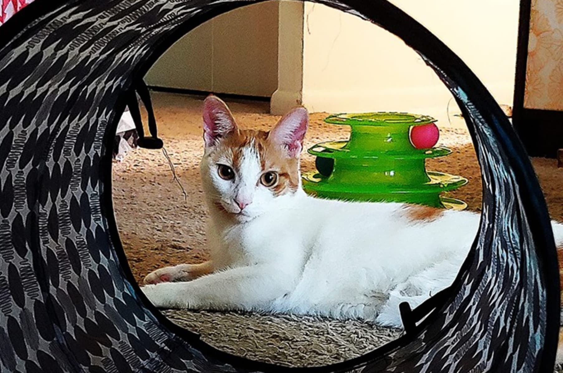 Help Fund The Frederick Cat Cafe Indiegogo