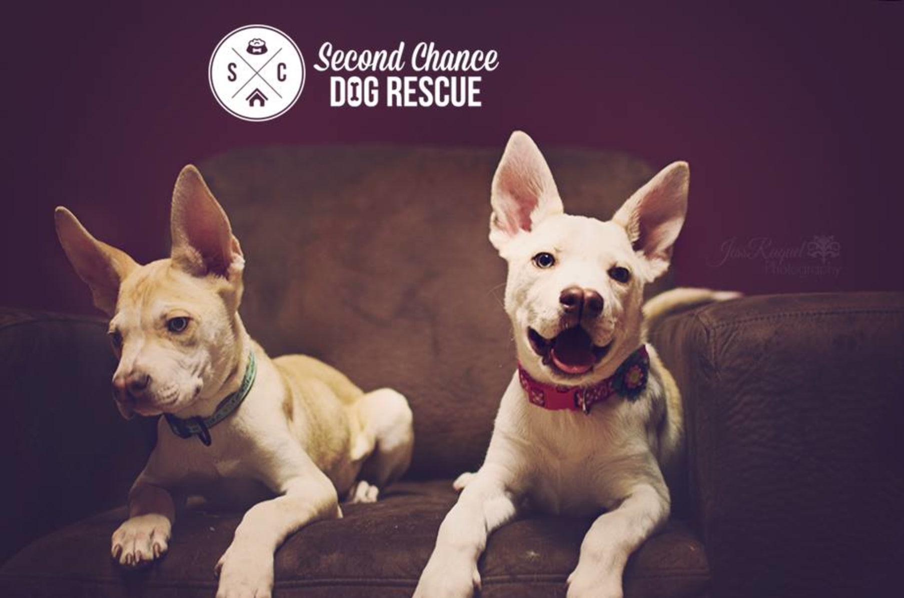 second chance adoption center