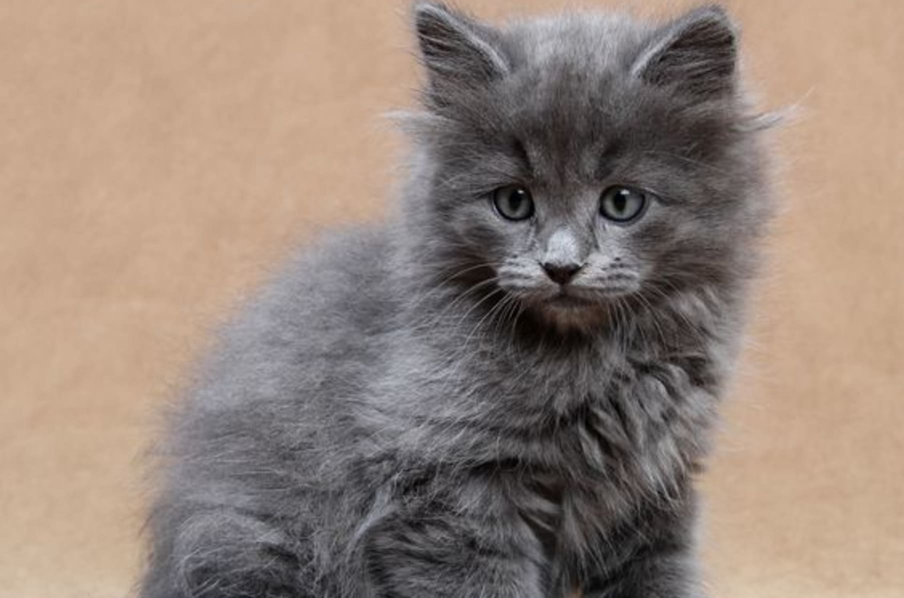 Please Help Me Buy A Siberian Kitten Indiegogo