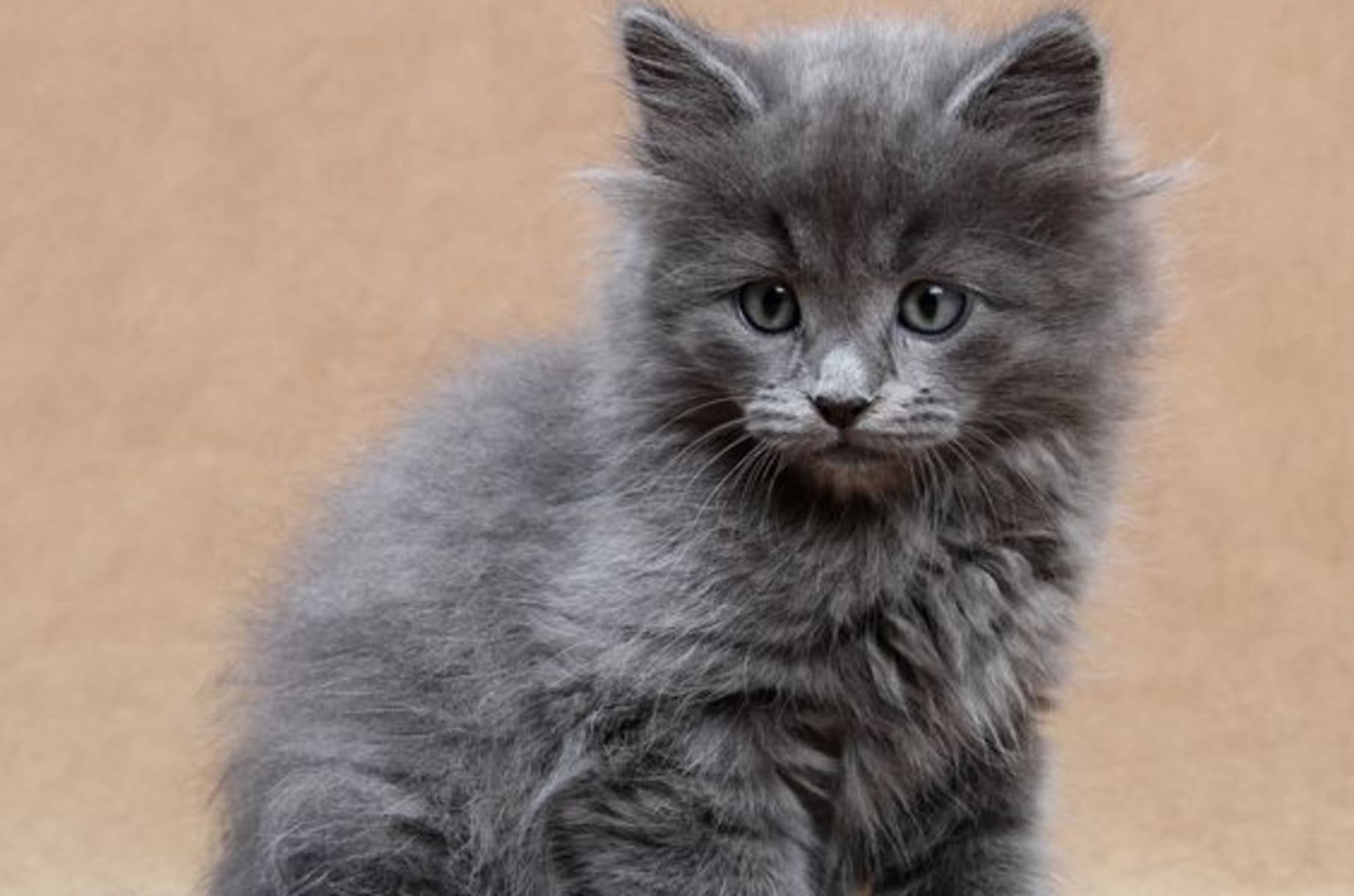 buy siberian kitten