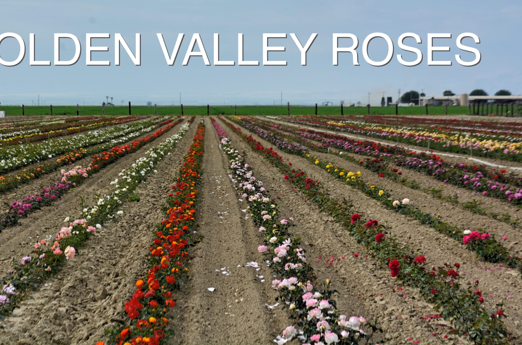Mail Order Quality Roses Indiegogo