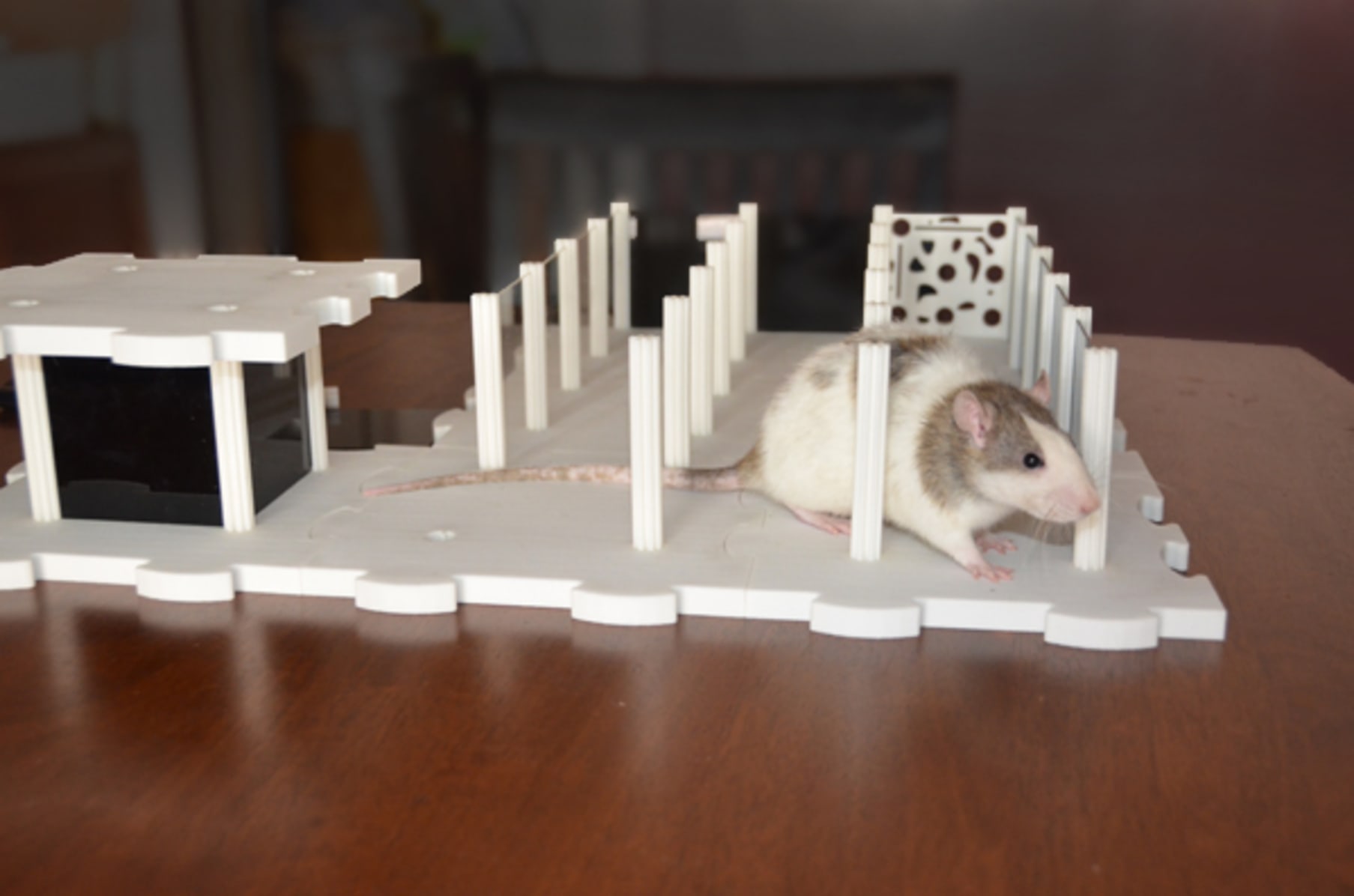 Modular Rat Maze | Indiegogo