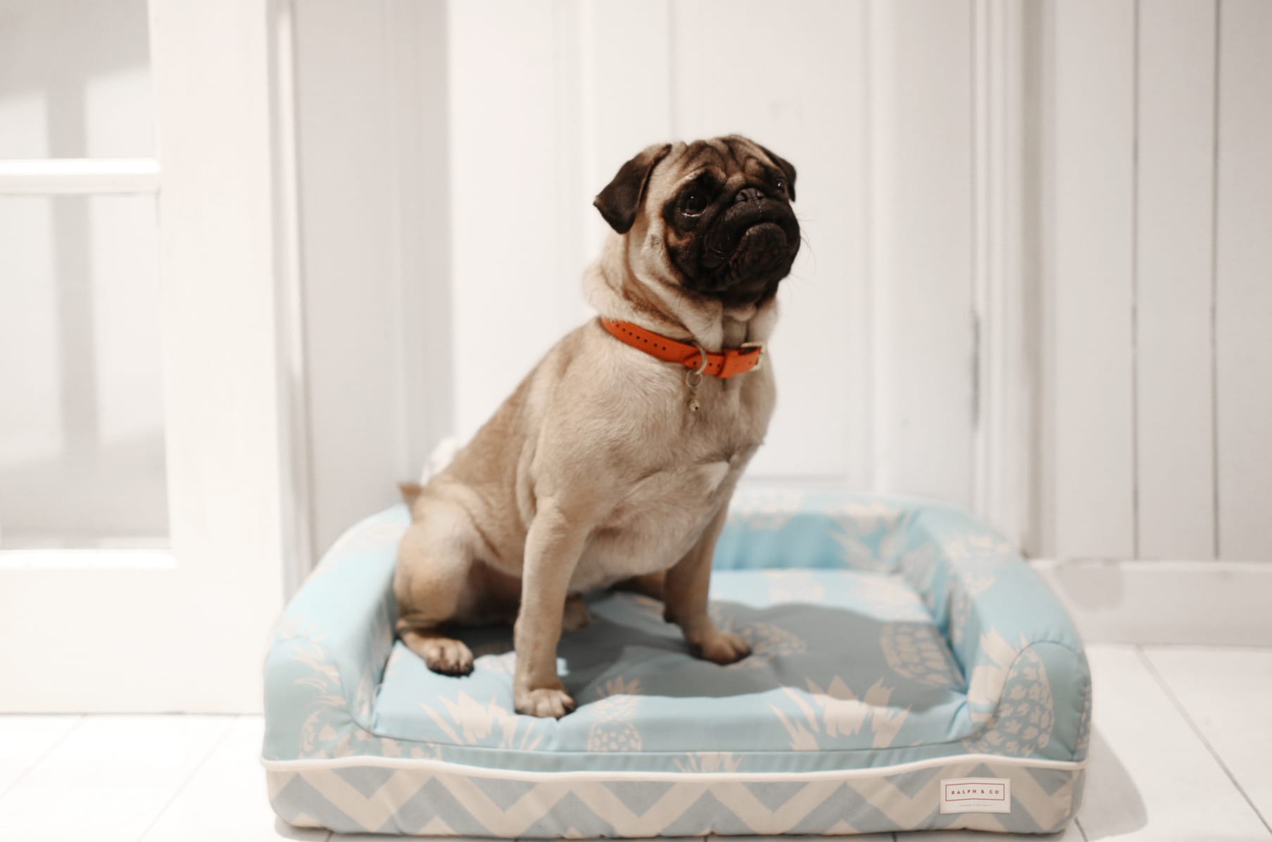 Ralph and sale co dog bed