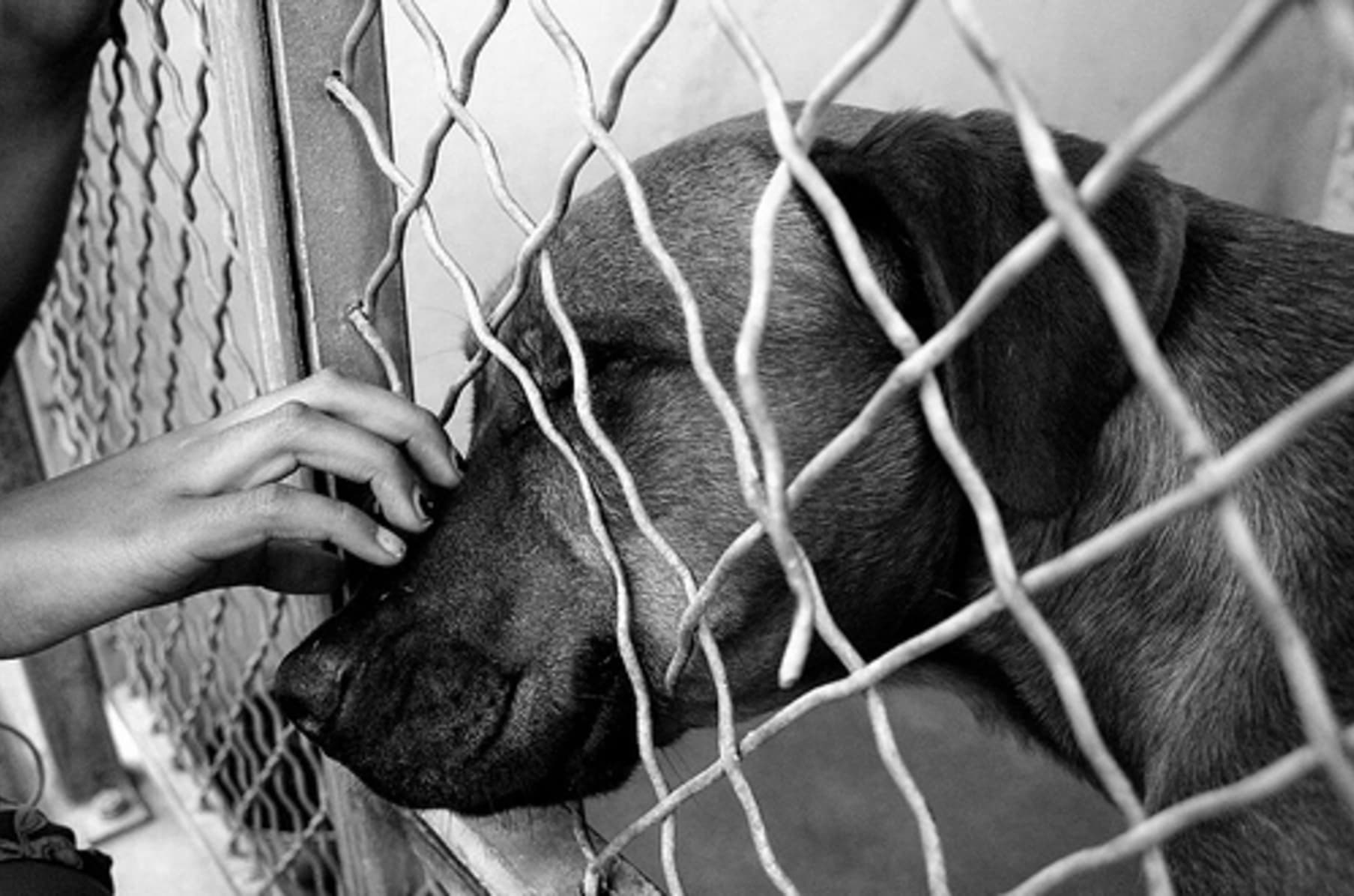 off leash k9 west coast