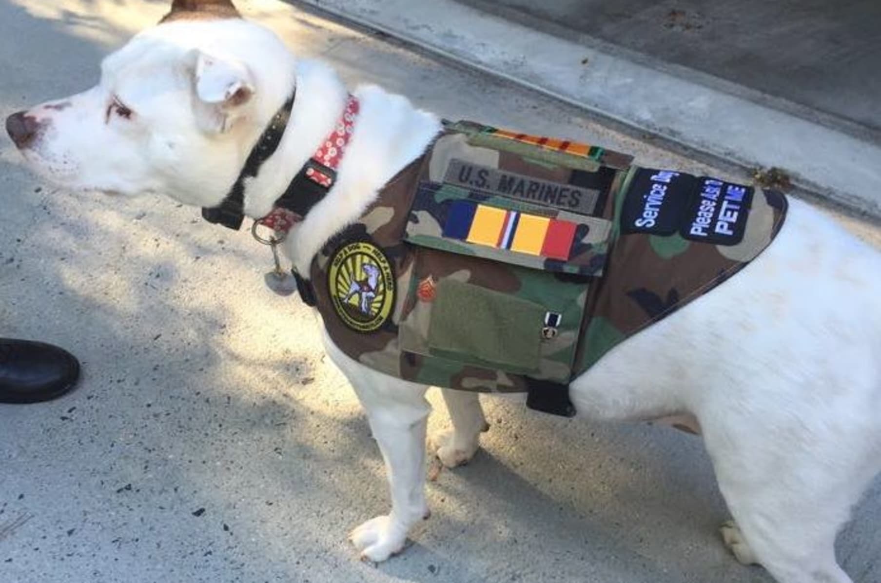 Dog vests hotsell for vets