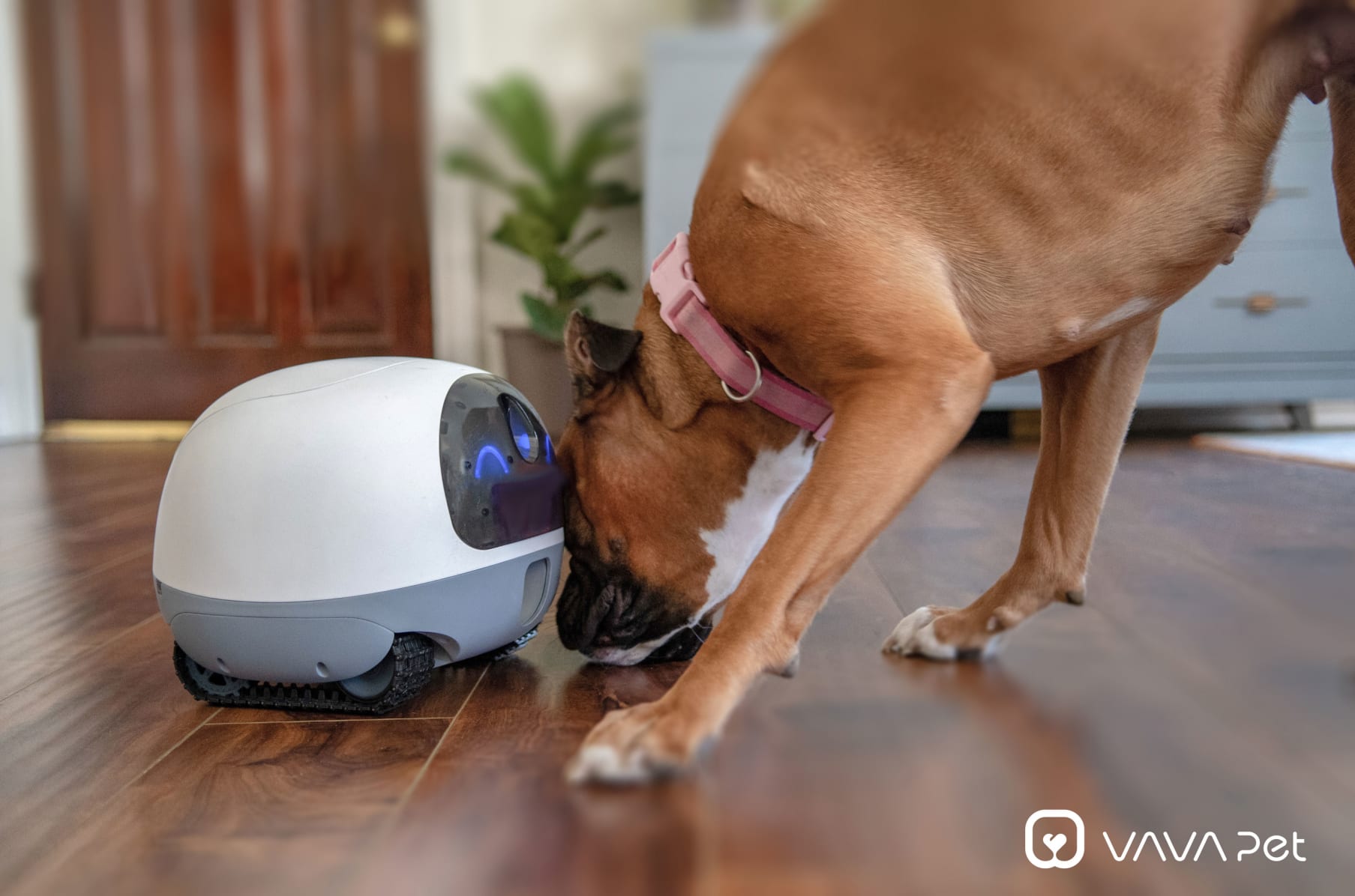 The dog cam best sale