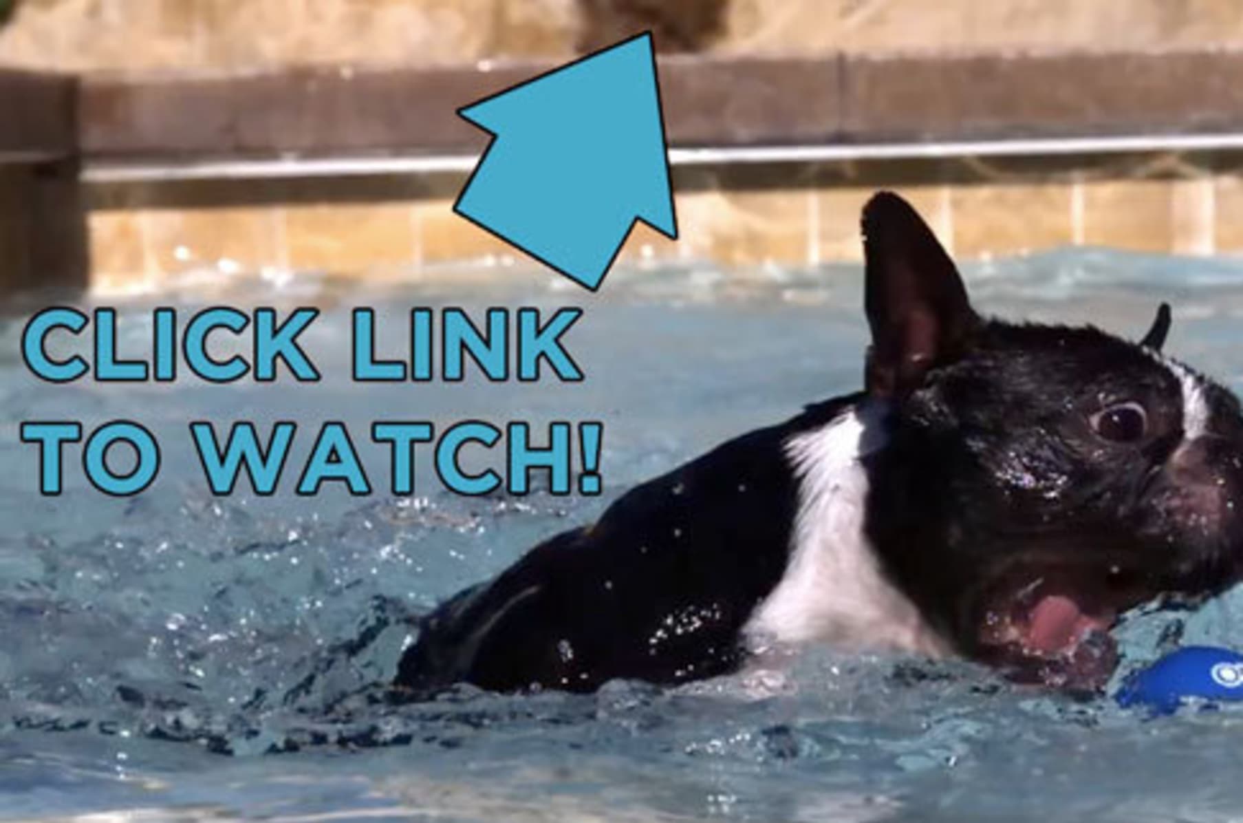 Indiegogo dog toothbrush on sale