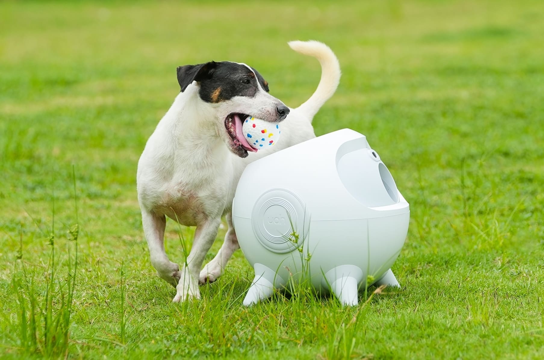 Dog 2025 ball machine