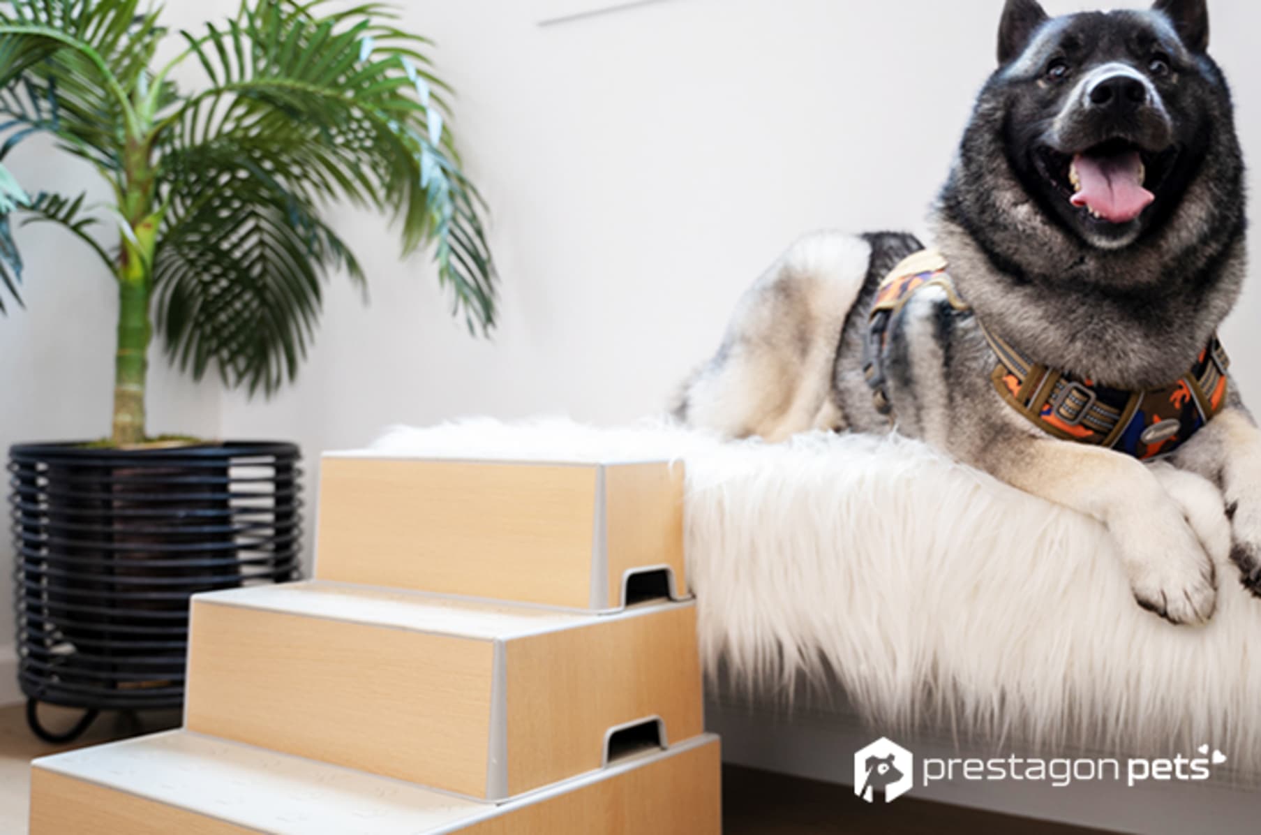 Indiegogo hotsell dog ramp