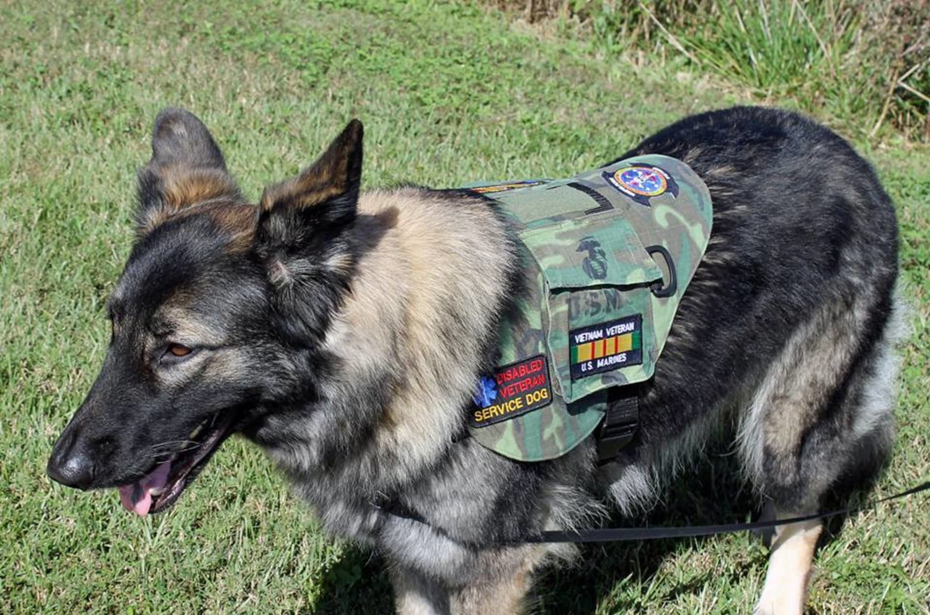 Ptsd veteran service dog vest clearance